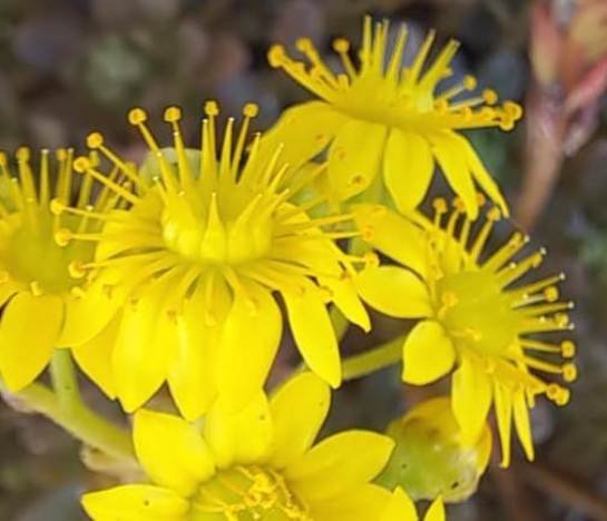 Aeonium sedifolium, floral features